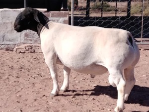 LOT 45 1X DORPER FLOCK RAM HENDRI V WYK SR