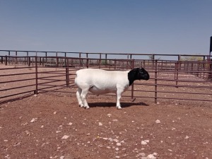 LOT 138 1X DORPER T5 RAM VANCO DORPERS