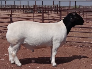 LOT 139 1X DORPER STUD RAM VANCO DORPERS