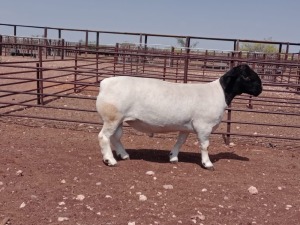 LOT 137 1 X DORPER T5 RAM VANCO DORPERS