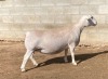 LOT 46 1X WHITE DORPER T5 PREGNANT EWE SPRINGDUIN WITDORPERS