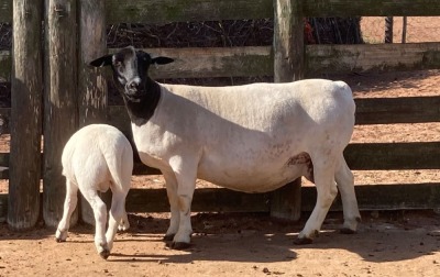 LOT 56 1+1X DORPER STUD EWE SPRINGDUIN DORPERS