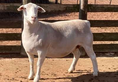 LOT 49 1X WHITE DORPER STUD EWE SPRINGDUIN WITDORPERS