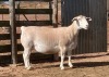 LOT 50 1X WHITE DORPER FLOCK EWE SPRINGDUIN WITDORPERS