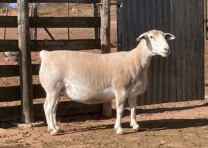 LOT 50 1X WHITE DORPER FLOCK EWE SPRINGDUIN WITDORPERS