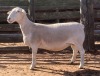 LOT 47 1X WHITE DORPER STUD EWE SPRINGDUIN WITDORPERS