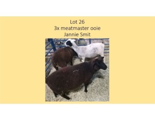 3X Meatmaster OOI Jannie Smit (PER STUK OM LOT TE NEEM/PER PIECE TO TAKE THE LOT)