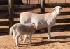 LOT 48 1+1X WHITE DORPER FLOCK EWE SPRINGDUIN WITDORPERS