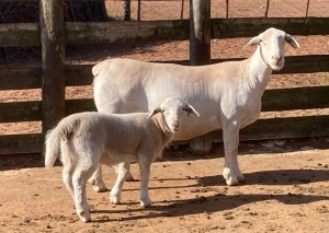 LOT 48 1+1X WHITE DORPER FLOCK EWE SPRINGDUIN WITDORPERS