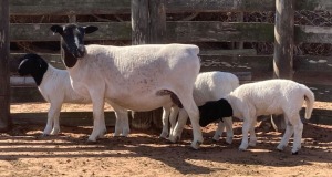 LOT 57 1+3X DORPER T5 EWE SPRINGDUIN DORPERS