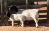 LOT 59 1+1X DORPER T5 EWE SPRINGDUIN DORPERS