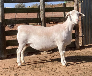 LOT 116 1X WHITE DORPER STUD EWE SPRINGDUIN WITDORPERS