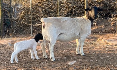 LOT 60 1+1X DORPER FLOCK EWE SPRINGDUIN DORPERS