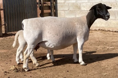 LOT 58 1+1X DORPER T5 EWE SPRINGDUIN DORPERS