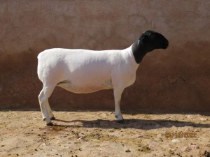 LOT 86 1X DORPER STUD PREGNANT EWE KLIPKOPPIES DORPERSTOET