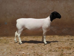 LOT 87 1X DORPER STUD EWE KLIPKOPPIES DORPERSTOET