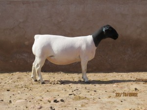 LOT 88 1X DORPER T5 PREGNANT EWE KLIPKOPPIES DORPERSTOET