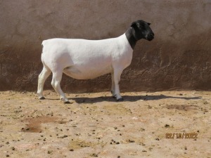 LOT 89 1X DORPER T5 PREGNANT EWE KLIPKOPPIES DORPERSTOET