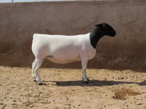 LOT 90 1X DORPER STUD EWE KLIPKOPPIES DORPERSTOET