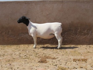 LOT 134 1X DORPER T5 PREGNANT EWE KLIPKOPPIES DORPERSTOET