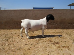 LOT 147 1X DORPER FLOCK RAM KLIPKOPPIES DORPERSTOET