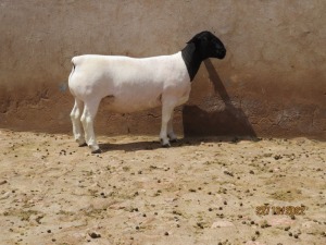 LOT 146 1X DORPER FLOCK RAM KLIPKOPPIES DORPERSTOET