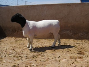 LOT 148 1X DORPER STUD RAM KLIPKOPPIES DORPERSTOET