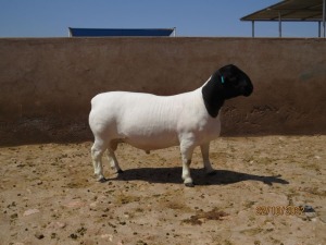 LOT 149 1X DORPER T5 RAM KLIPKOPPIES DORPERSTOET