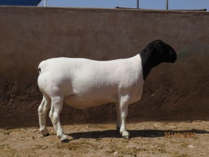 LOT 150 1X DORPER FLOCK RAM KLIPKOPPIES DORPERSTOET