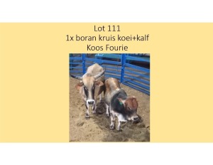 1+1X BORAN KRUIS KOEI + KALF KOOS FOURIE