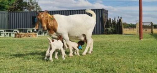 1+2 X BOER GOAT FLOCK DOE SHONGOLOLO