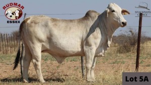 1 x BRAHMAN COW RUDMAR ESSEX