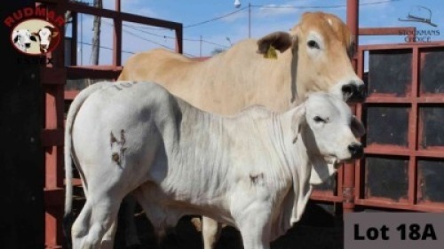 1 x SIMBRA COW + CALF RUDMAR ESSEX