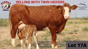 1+1 x SIMMENTAL COW + CALF RUDMAR ESSEX