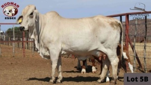 1 x BRAHMAN COW RUDMAR ESSEX