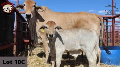 1 x SIMBRA COW + CALF RUDMAR ESSEX