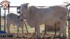 1 x SIMBRA COW + CALF RUDMAR ESSEX