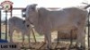 1 x SIMBRA COW + CALF RUDMAR ESSEX