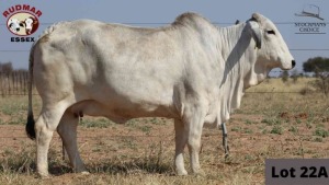 1 x BRAHMAN COW RUDMAR ESSEX