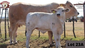 1+1 x SIMBRA COW & CALF RUDMAR ESSEX