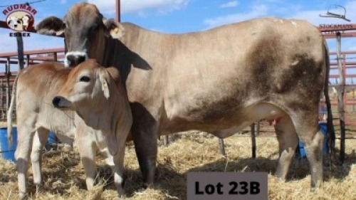 1+1 x SIMBRA COW & CALF RUDMAR ESSEX