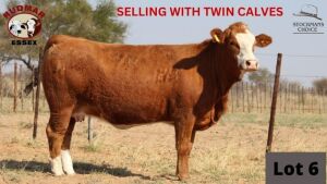 1+1 x SIMMENTAL COW + CALF RUDMAR ESSEX