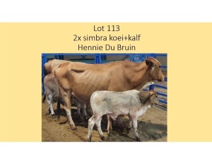 2 +1X SIMBRA KOEI + KALF HENNIE DU BRUYN (PER STUK OM LOT TE NEEM/PER PIECE TO TAKE THE LOT)