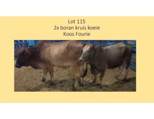 2X BORAN KRUIS KOEI KOOS FOURIE (PER STUK OM LOT TE NEEM/PER PIECE TO TAKE THE LOT)