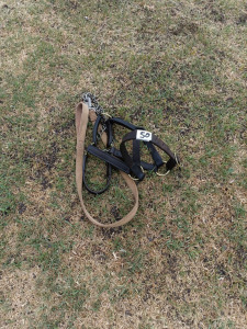 1 x Leather Halter with Lead