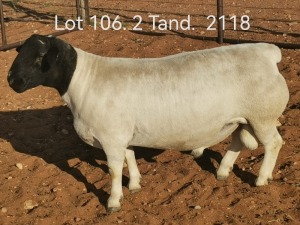 LOT 106 1X DORPER RAM T5 DIRK STEENKAMP DORPERS