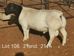 LOT 108 1X DORPER T5 RAM DIRK STEENKAMP DORPERS