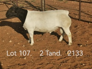 LOT 107 1X DORPER T5 RAM DIRK STEENKAMP DORPERS