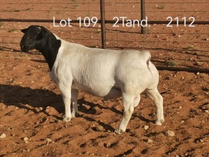 LOT 109 1X DORPER STUD RAM DIRK STEENKAMP DORPERS