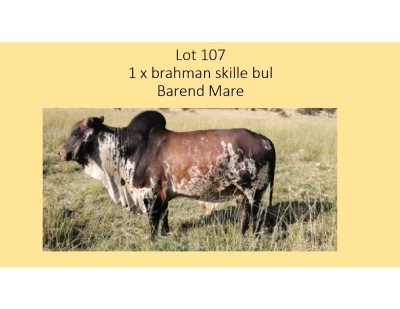 1X BRAHMAN BUL BAREND MAREE